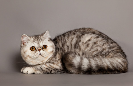 Кошка экзотической гладкошёрстной породы с окрасом табби сидит, оглядываясь назад