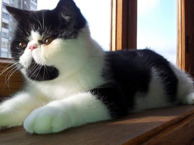 Чёрно-белый кот-экзот лежит на деревянном подоконнике