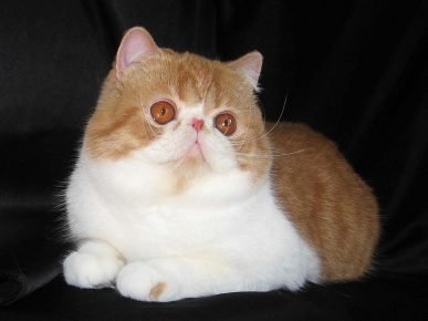Бело-рыжий кот снупи лежит на тёмной драпировке и смотрит вверх