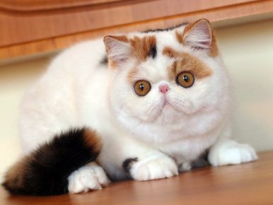 Кошка снупи с трёхцветным окрасом сидит на деревянной подставке и смотрит вниз