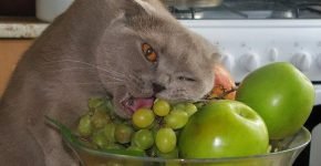 Кот ест фрукты