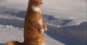Кот стоит на улице