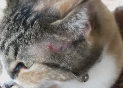 Аллергия у кошек