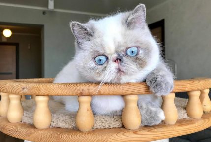 Кошка экзот с голубыми глазами лежит в лежаке с деревянными бортиками