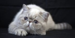 Серый полосатый кот породы снупи с голубыми глазами лежит на чёрном фоне