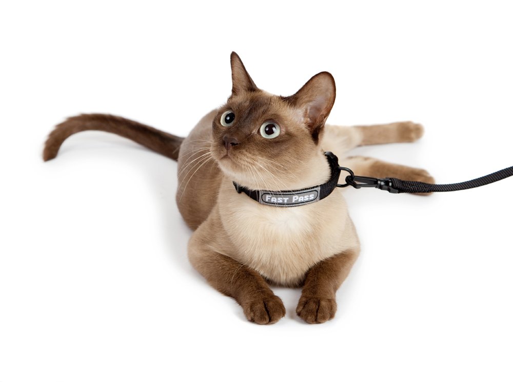 Защитный воротник для кошек: как правильно подобрать и сколько носить