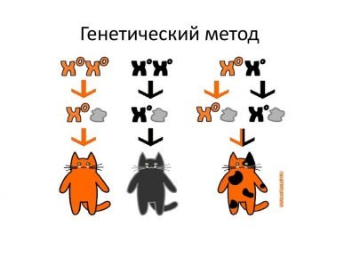 Генетика кошек