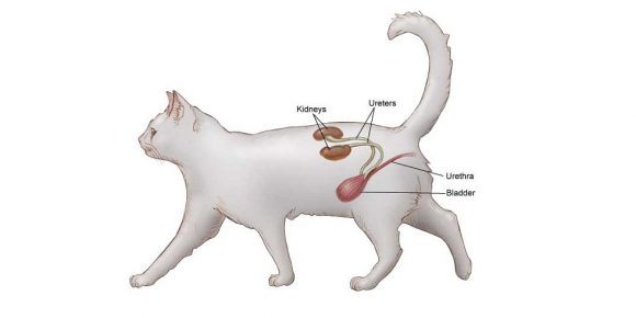 Строение мочевыделительной системы кошек