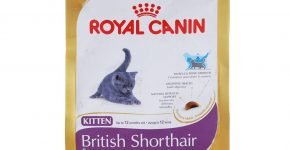 Royal Canin British Shorthair Kitten