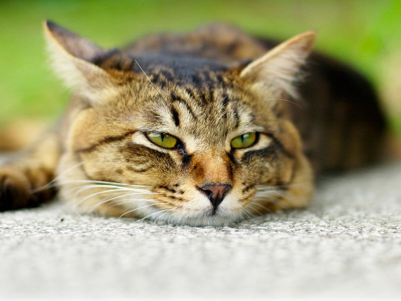 Какие капли можно закапать кошке в глаза. Глазные капли для кошек и котов от слезоточивости, воспаления, инфекционных заболеваний. Другие причины, почему у кошки слезотечение