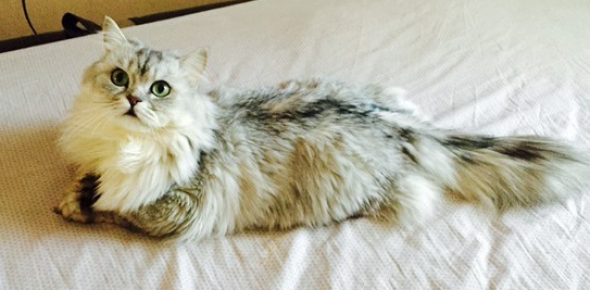 Кошка на кровати