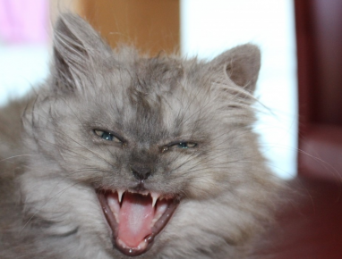 Кот показывает зубы