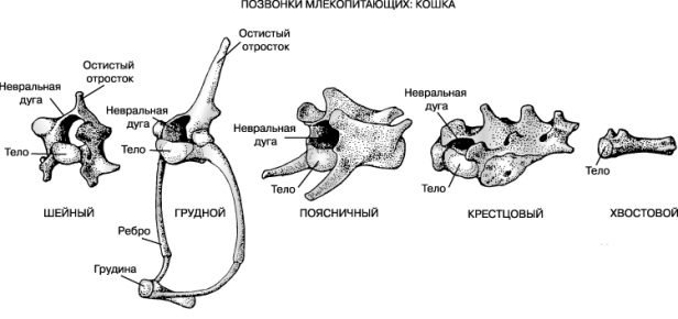 Позвонки кошки