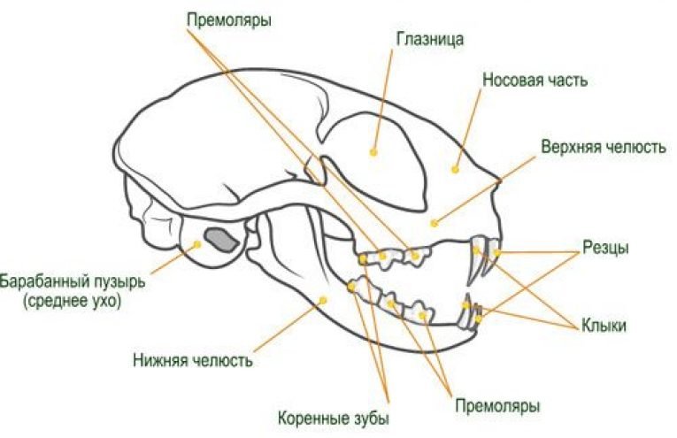 Зубная схема кошки