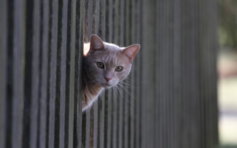 Кот и забор