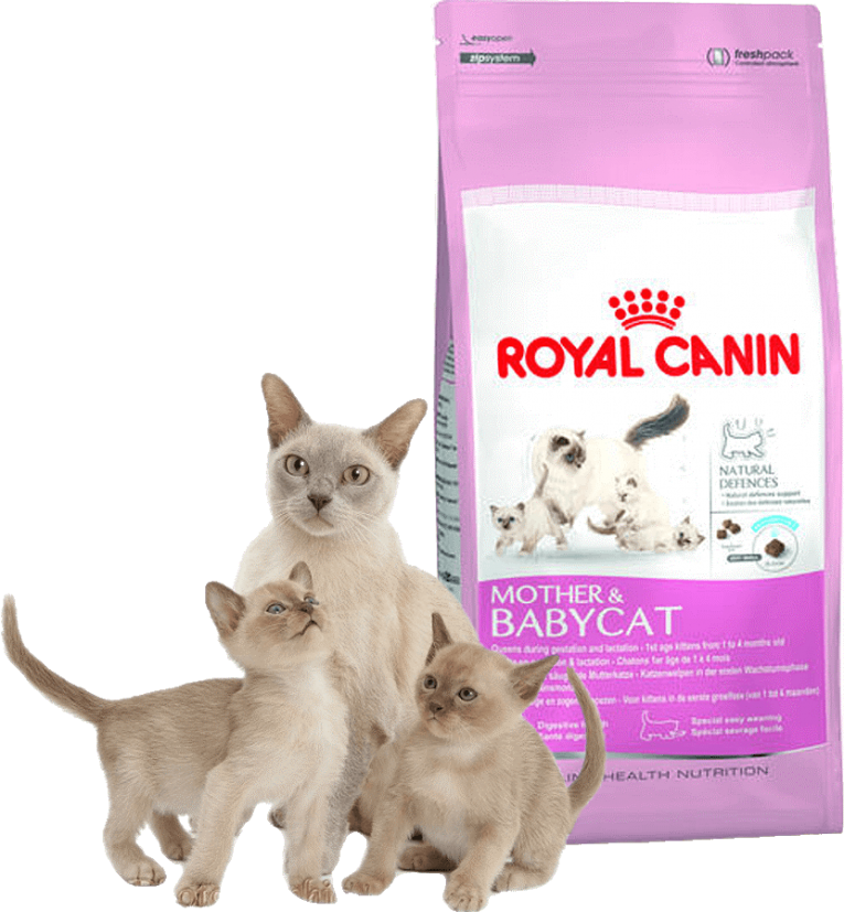 Можно кормить кошку разным кормом. Роял Канин для сиамских кошек. Роял Канин для котят и кормящих кошек. Роял Канин для котят и беременных кошек. Корм для кормящих Коше.