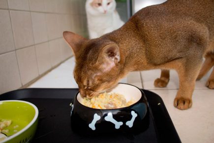 Какие консервы для кормящей кошки thumbnail