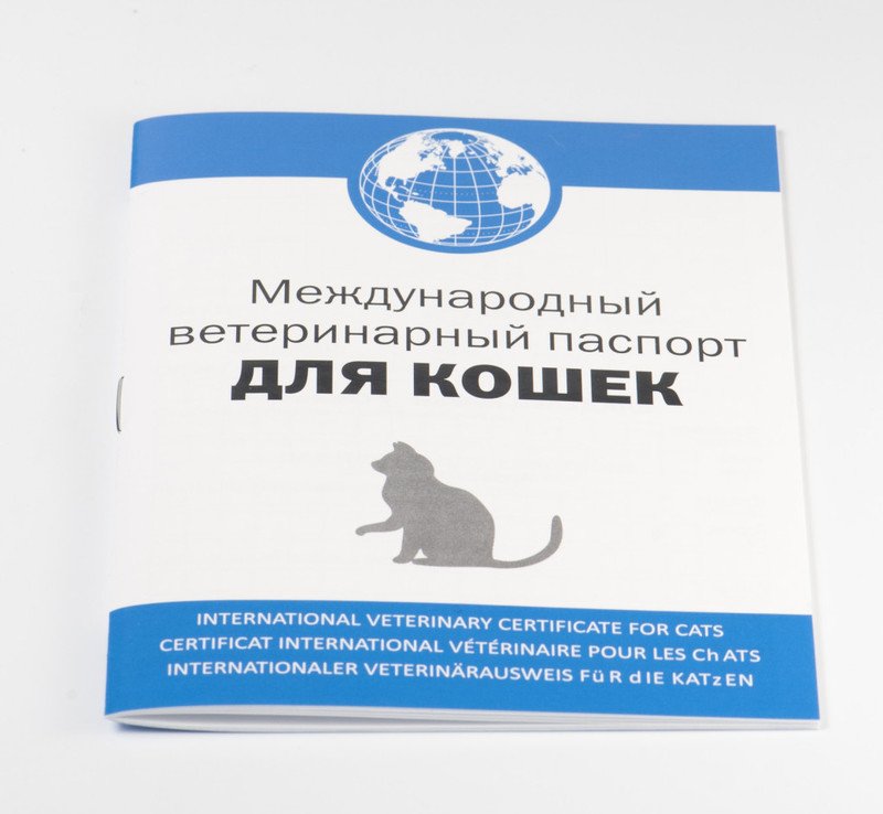 Правила оформления ветеринарного паспорта для кошки