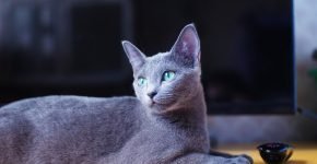 Кошка породы русская голубая