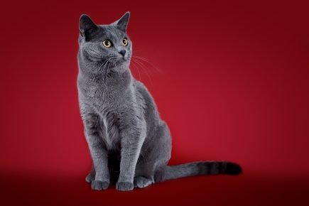Какой породы кошка серого окраса thumbnail