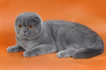 Серый окрас у кошки что это за порода thumbnail