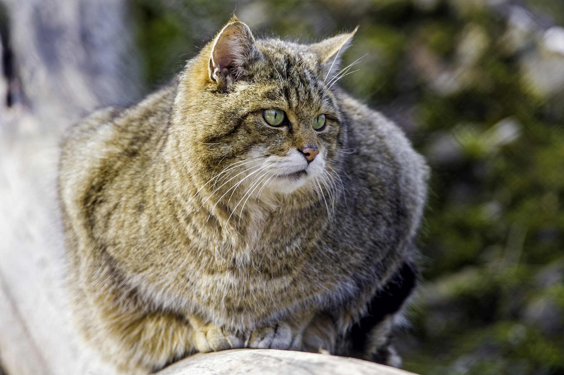 Шерстка. Европейский Лесной кот камышовый. Шотландская Дикая Лесная кошка. Европейская Дикая Лесная кошка. Лесной кот Фелис Сильвестрис.