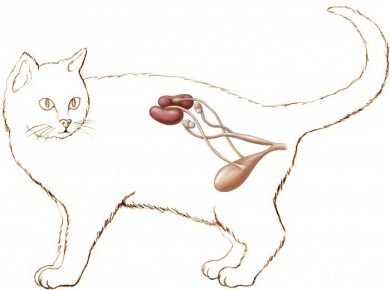 Мочевыделительная система у кошек