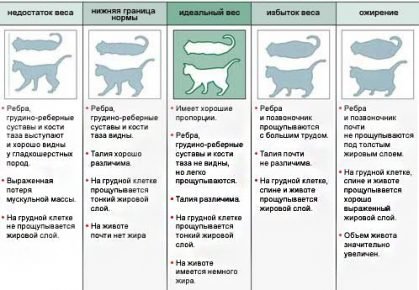 Вес кошки
