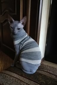 Кошка в свитере из рукава