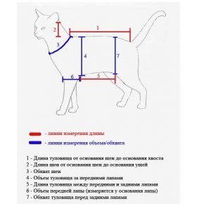 Как снять мерки с кошки