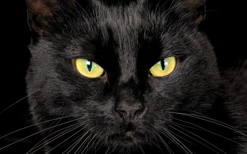 Черные Коты Породы С Фото