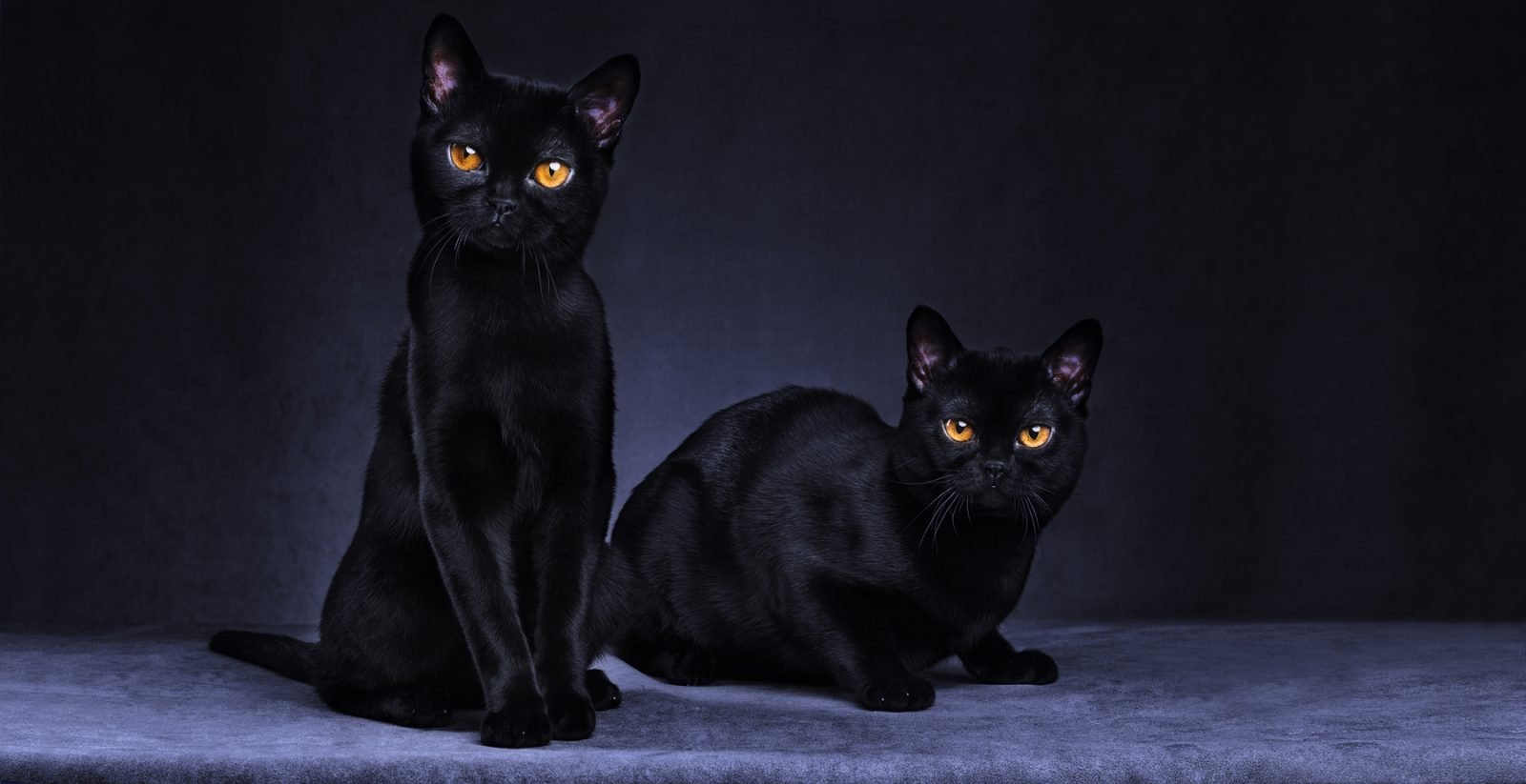 Кошки Черного Цвета Фото