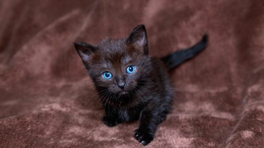 Чёрный котёнок