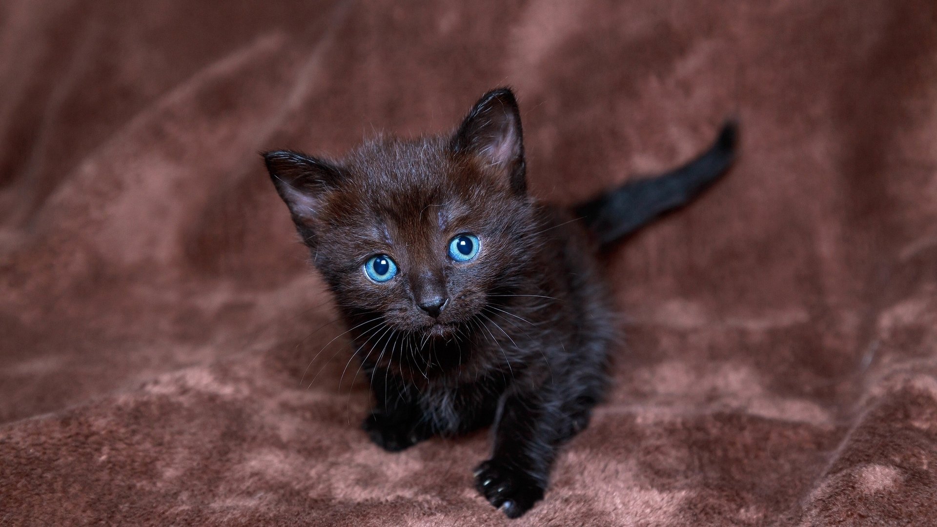 Черные кошки с голубыми глазами фото
