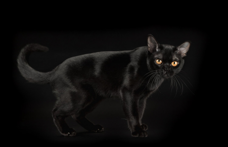 Какие есть кошки черного окраса thumbnail