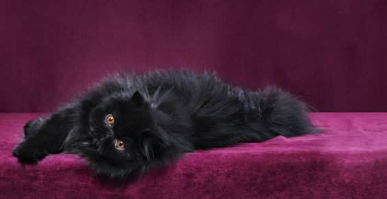 Какого цвета котята родятся у черной кошки thumbnail