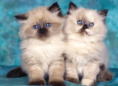 Два гималайских котёнка сидят на голубом фоне