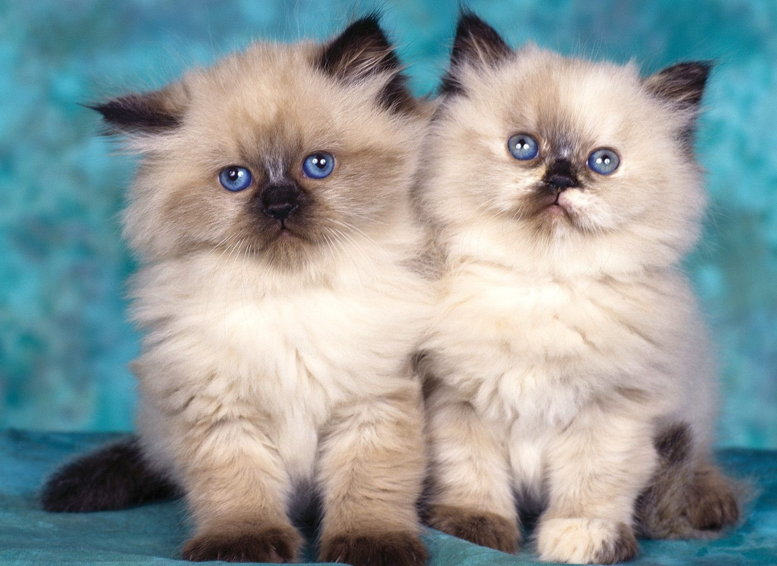 Два гималайских котёнка сидят на голубом фоне.