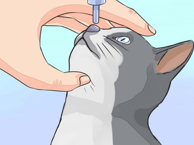 У кота сопли