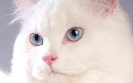 Кот-альбинос