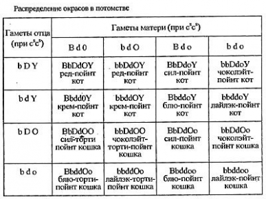 Кошки породы блю поинт thumbnail