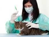 Кошка и шприц для инъекции