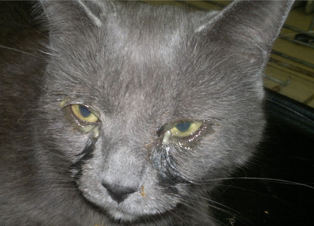 Кошка часто болеет. Кальцивироз конъюнктивит. Хламидиоз кошек Chlamydophila Felis. Панлейкопения ринотрахеит кальцивироз.