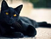 Чёрный кот лежит