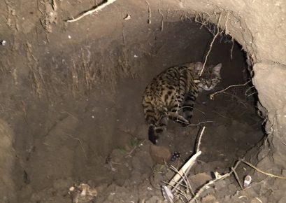 Черноногий кот в земляном туннеле