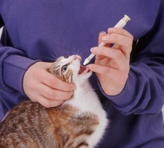 Коту дают таблетку из интродьюсера