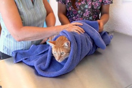 Кошку заворачивают в полотенце