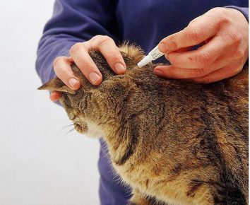 Нанесение препарата на холку кошке