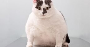 Толстый вислоухий кот