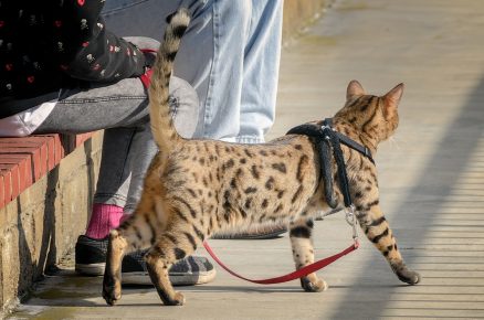 Оцикет на прогулке